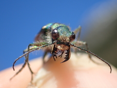 Cicindela tranquebarica vibex