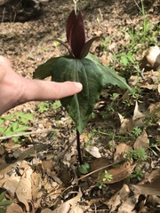 Trillium decipiens