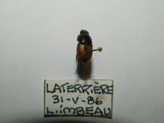 Acrossus rubripennis