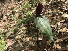 Trillium decipiens