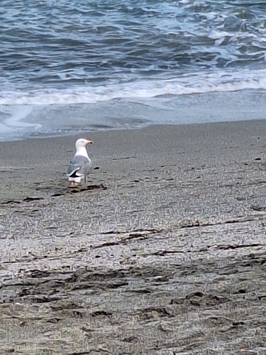 Avistamiento Gaviota patiamarilla
