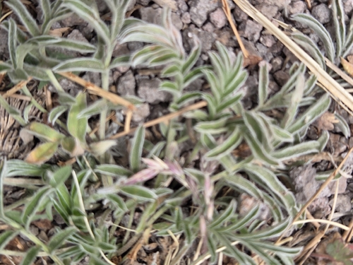 Potentilla crinita