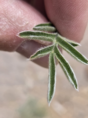 Potentilla crinita, photograph 1