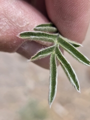 Potentilla crinita, photograph author not stated, no rights reserved