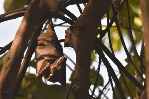 Gambian Epauletted Fruit Bat