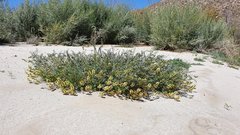 Astragalus douglasii