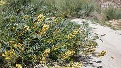 Astragalus douglasii