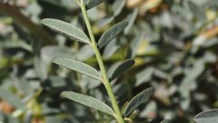 Astragalus douglasii