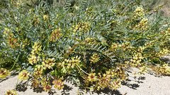 Astragalus douglasii