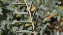 Astragalus douglasii