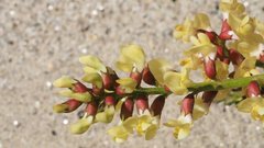 Astragalus douglasii