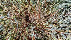 Astragalus douglasii