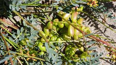 Astragalus douglasii