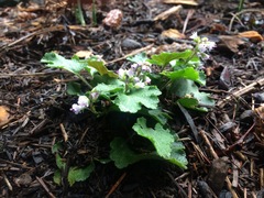 Veronica regina-nivalis