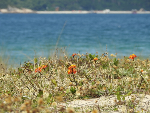 Epidendrum fulgens, photograph 5