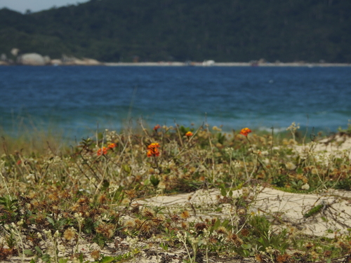 Epidendrum fulgens, photograph 6