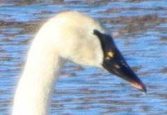 Cygnus buccinator × olor