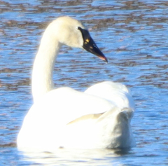 Cygnus buccinator × olor