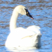 Trumpeter × Mute Swan - Photo (c) Mary Krieger, some rights reserved (CC BY), uploaded by Mary Krieger