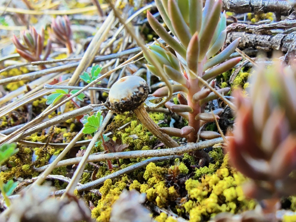 Tulostoma brumale · April 2026 · photo: © carnifex (iNaturalist, cc0)