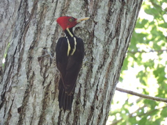 Campephilus guatemalensis