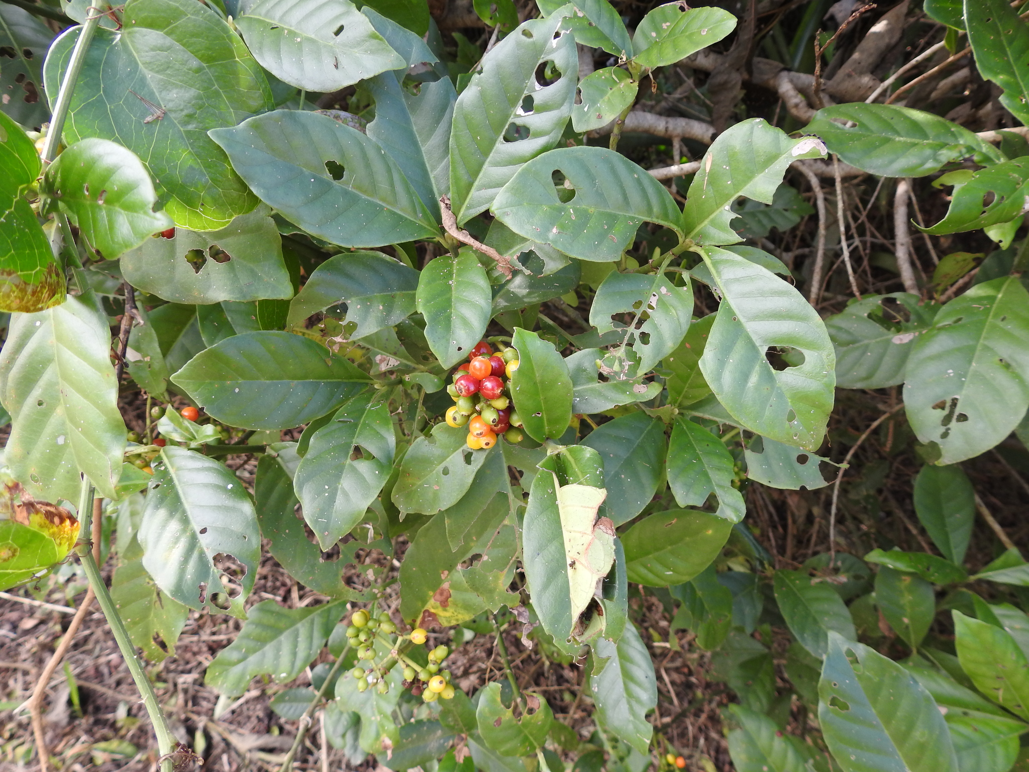 Imagem de Fruta de-sanhaço