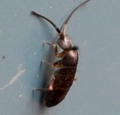 Tomocerus minor