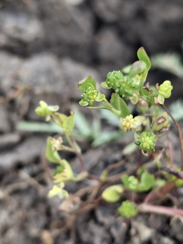 iNaturalist observation photo of low spearwort