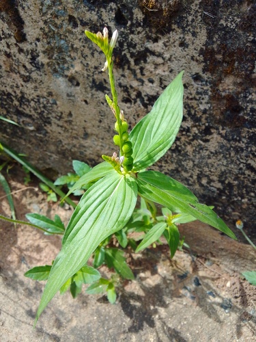 Pink Weed