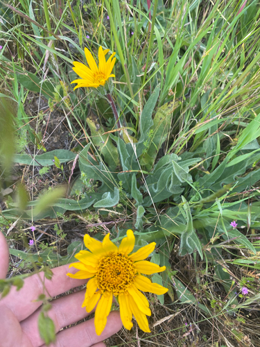 iNaturalist observation photo of narrowleaf mule-ears