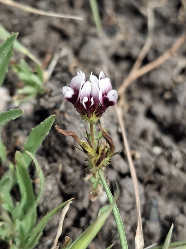 iNaturalist observation photo of white-tipped clover