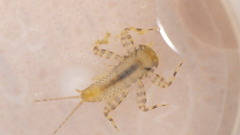 Maccaffertium mediopunctatum