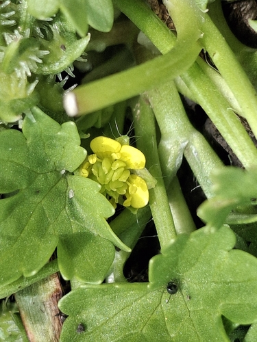 iNaturalist observation photo of Rough-fruited buttercup