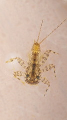 Maccaffertium mediopunctatum