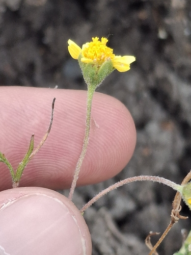 iNaturalist observation photo of Fremont's goldfields