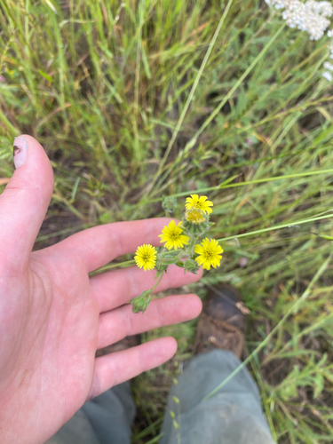 iNaturalist observation photo of grassy tarweed