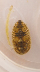 Ectopria nervosa