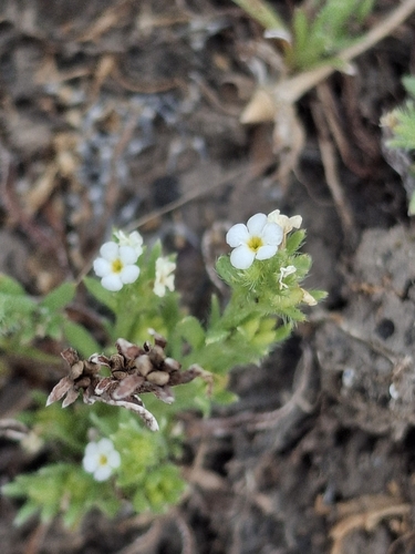 iNaturalist observation photo of stalked popcornflower