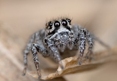 Habronattus icenoglei