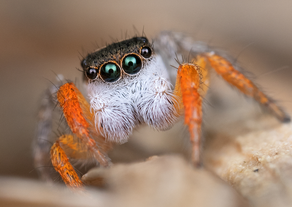 Jumping spiders have a mysterious nighttime habit