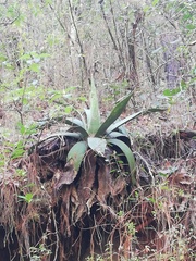 Agave atrovirens