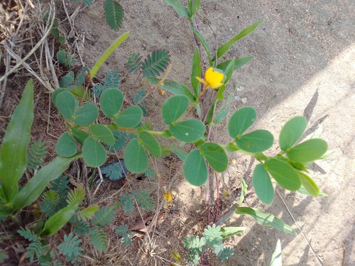 roundleaf sensitive pea