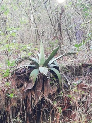 Agave atrovirens