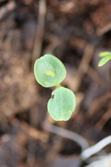 Impatiens pallida
