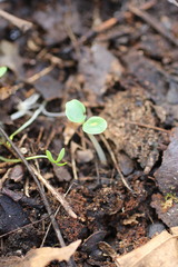 Impatiens pallida