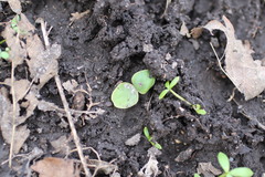 Impatiens pallida
