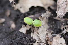 Impatiens pallida