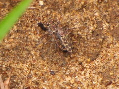 Cicindelina
