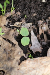 Impatiens pallida