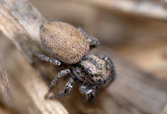 Habronattus icenoglei